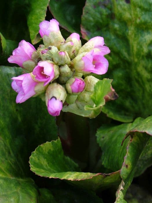 elephant's ears 'Tubby Andrews'