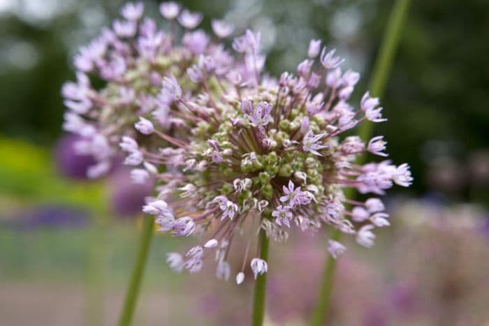 allium 'Sweet Candy'