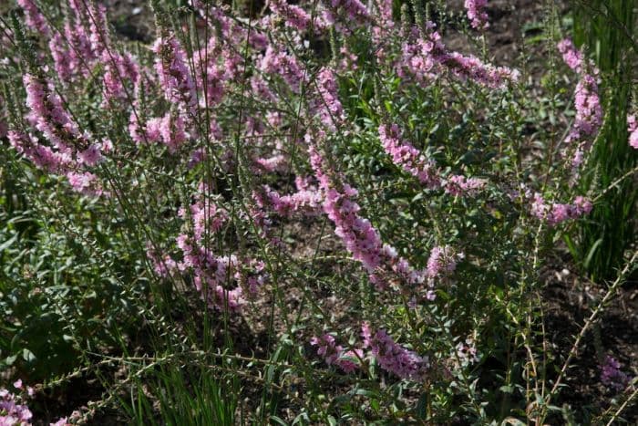 purple loosestrife 'Blush'