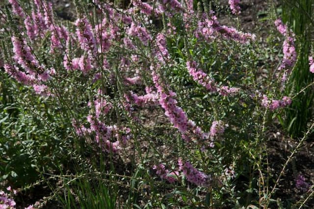 Purple loosestrife 'Blush'