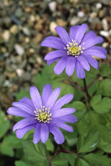 blue anemone