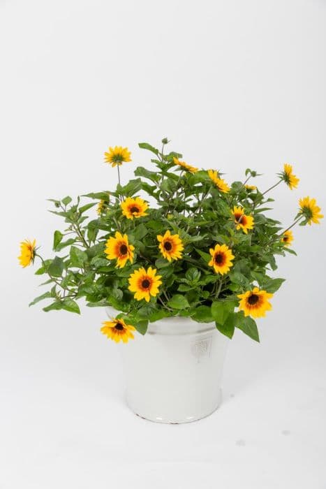 Sunflower [Sunbelievable Brown Eyed Girl]