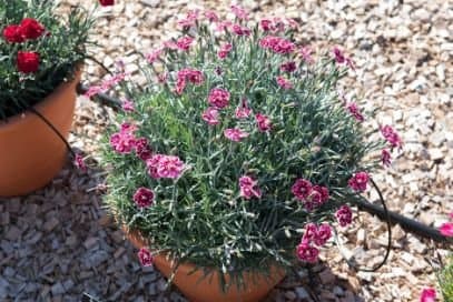 Perpetually Flowering Carnation