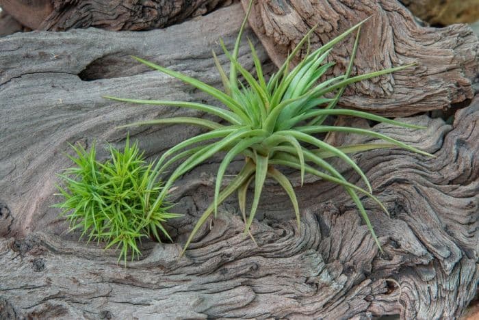 air-flowered air plant