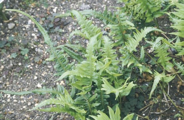 Licorice fern 'Longicaudatum'