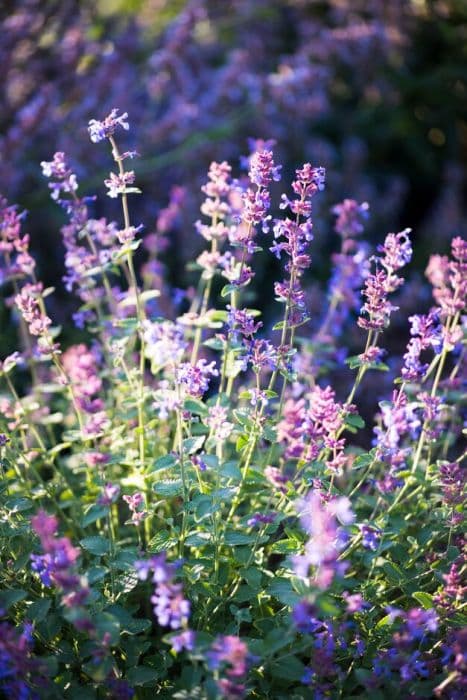 catmint 'Felix'