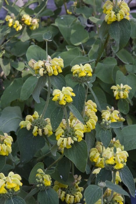 Jerusalem sage 'Edward Bowles'