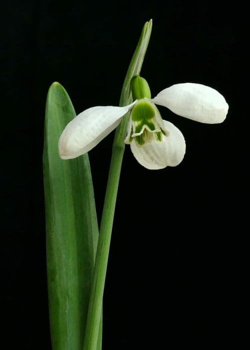 snowdrop 'Three Ships'