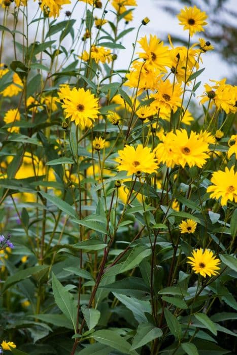 showy sunflower