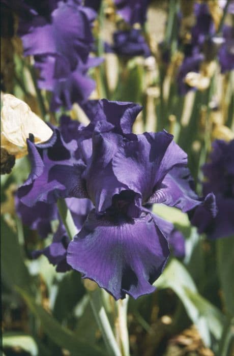 iris 'Titan's Glory'