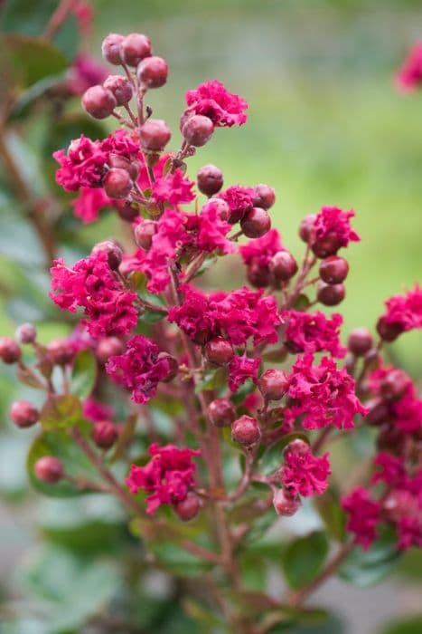 crape myrtle [Braise d'Été]