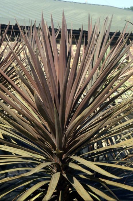 cabbage palm 'Torbay Red'