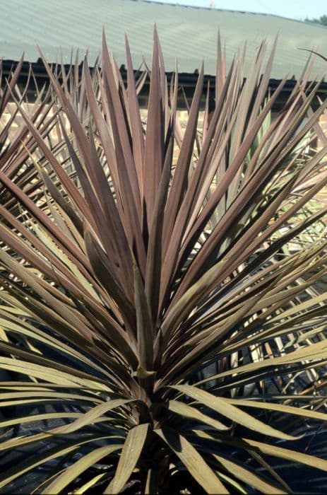 Cabbage palm 'Torbay Red'