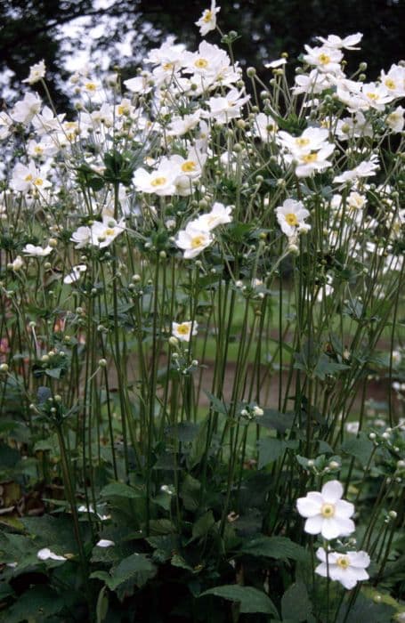 Japanese anemone 'Honorine Jobert'