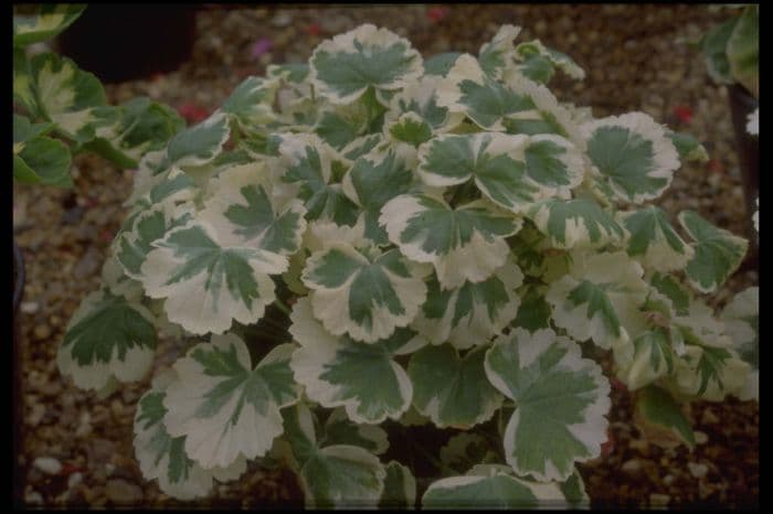 pelargonium 'Madame Salleron'