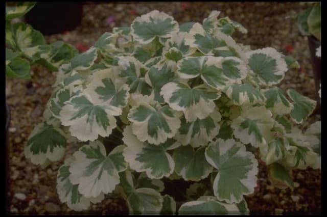 Pelargonium 'Madame Salleron'