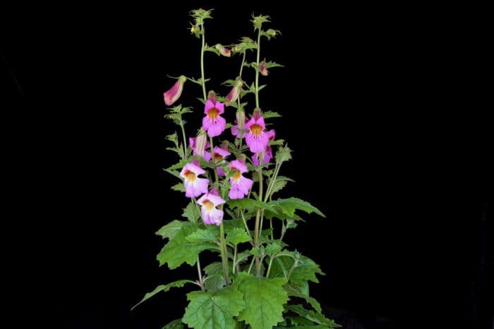 Chinese foxglove [Walberton's Magic Dragon[