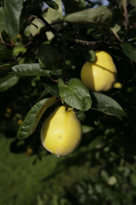 quince 'Meech's Prolific'