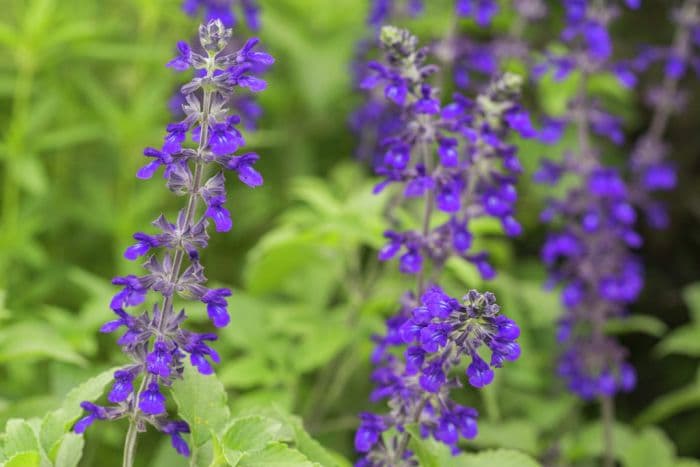 sage 'Indigo Spires'