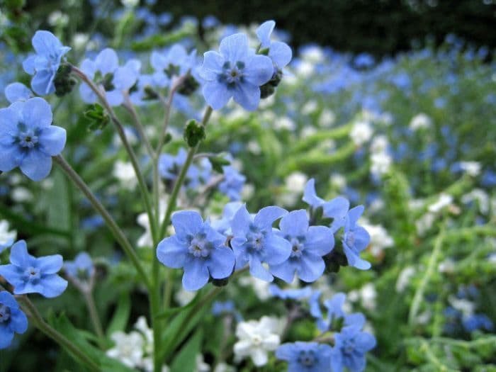 Chinese forget-me-not