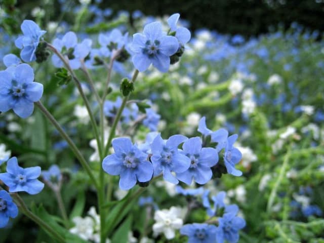 Chinese forget-me-not