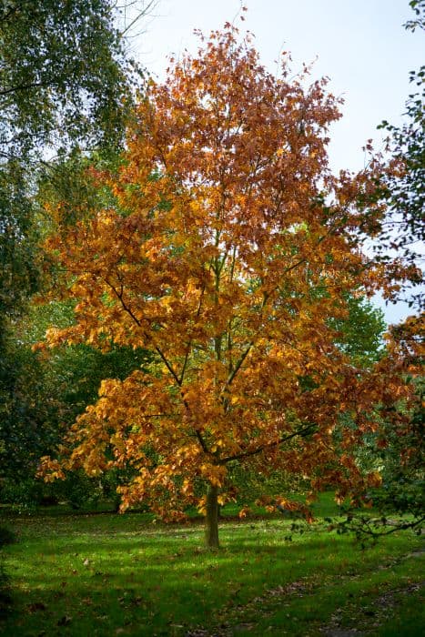 Norway maple 'Drummondii'