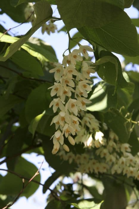 fragrant snowbell