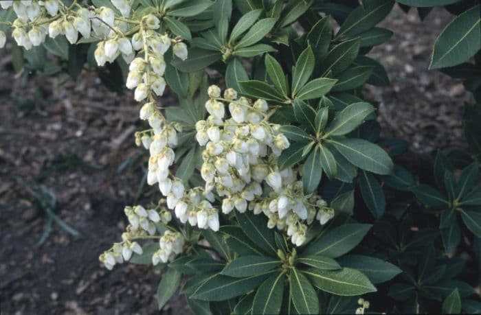 pieris 'Sarabande'