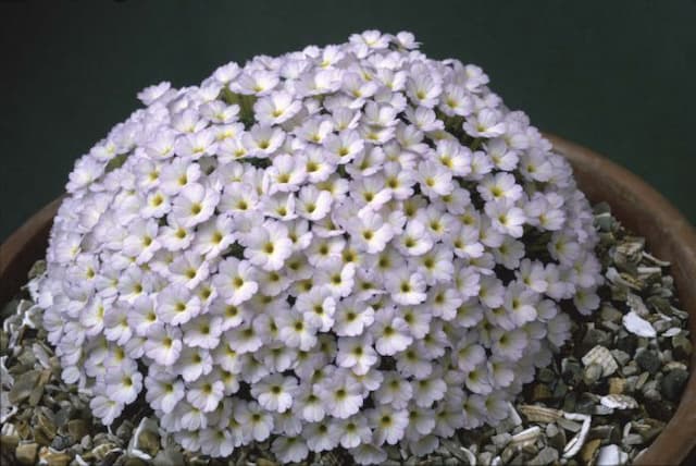 Dionysia 'Charlson Thomas'