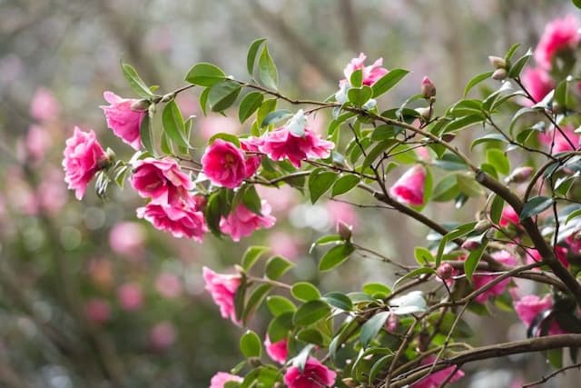 Camellia 'Leonara'