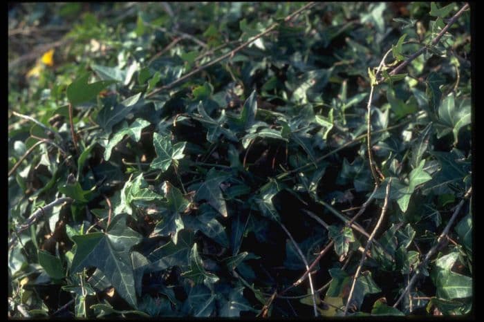 bird's foot ivy