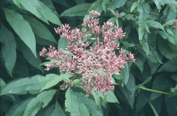 eupatorium Atropurpureum Group