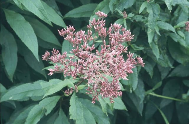 Eupatorium Atropurpureum Group