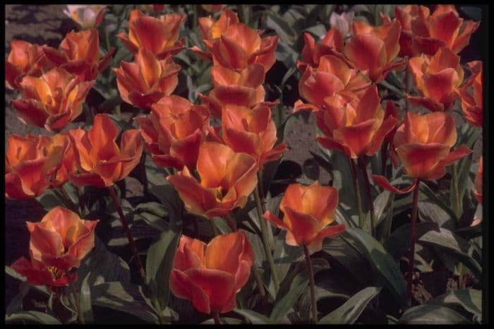 tulip 'Corsage'