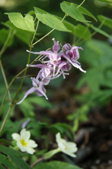 violet-flowered barrenwort