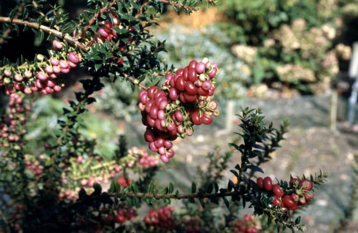 prickly heath 'Bell's Seedling'