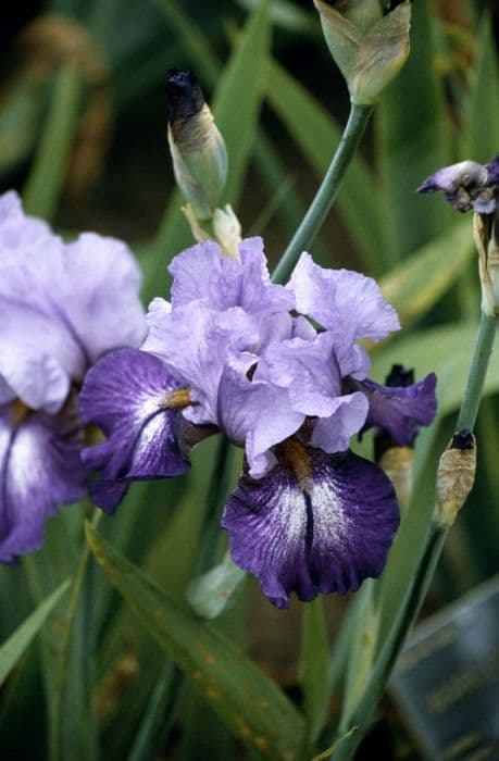 iris 'Nicola Jane'