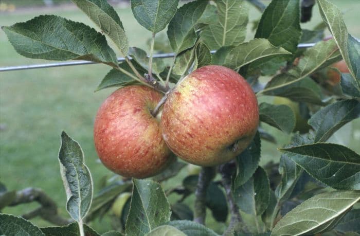 apple 'Ellison's Orange'