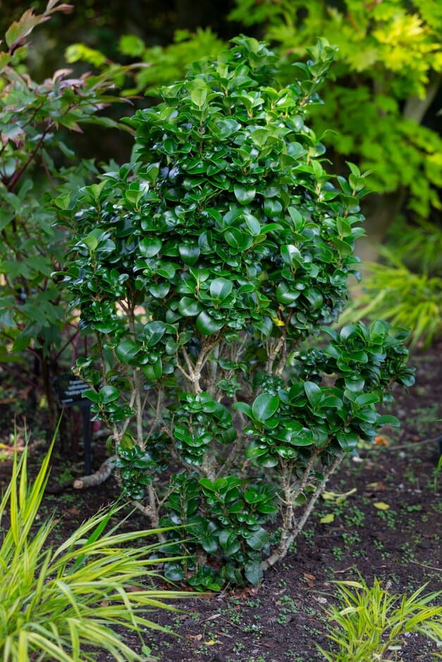 Japanese privet 'Rotundifolium'