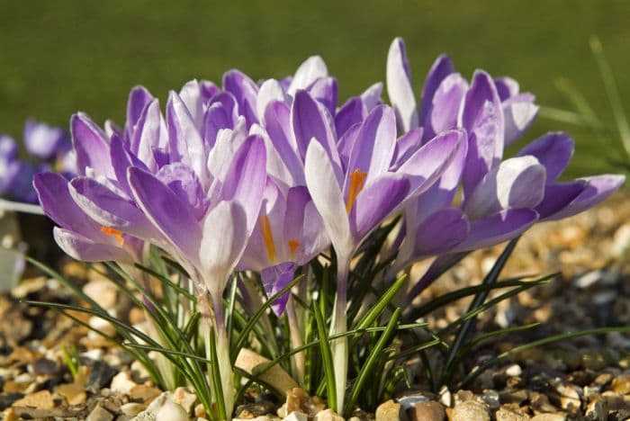 crocus 'Vanguard'