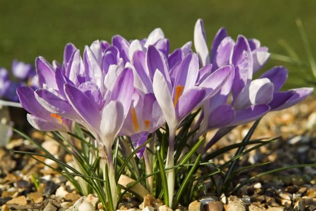 Crocus 'Vanguard'