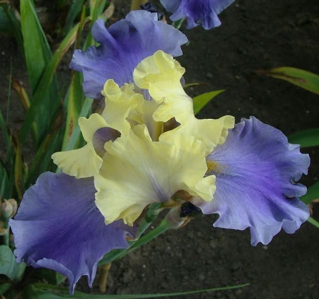 Iris 'Edith Wolford'