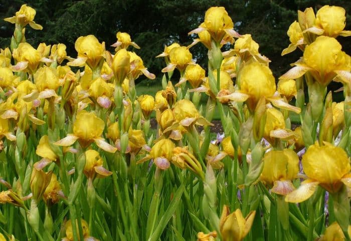 iris 'Headcorn'