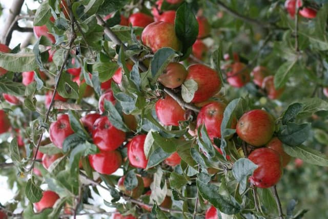 Apple 'Norfolk Royal'