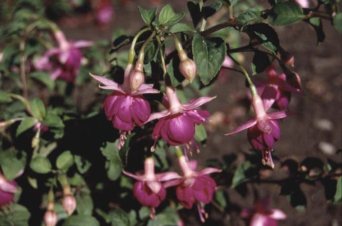 fuchsia 'Rose of Castile Improved'