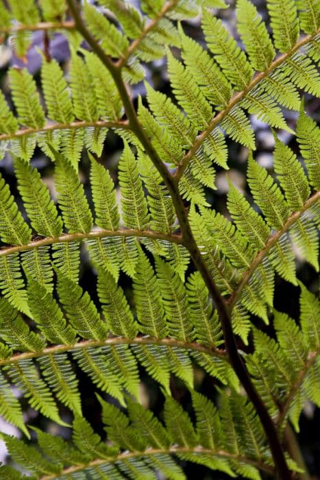 Cooper's tree fern