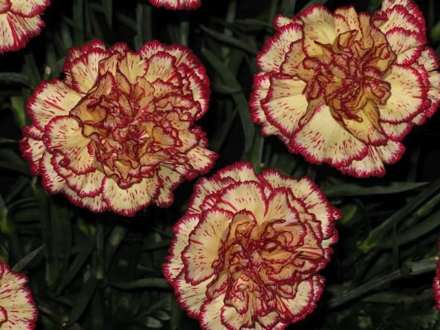Perpetual-flowering carnation [Viana]