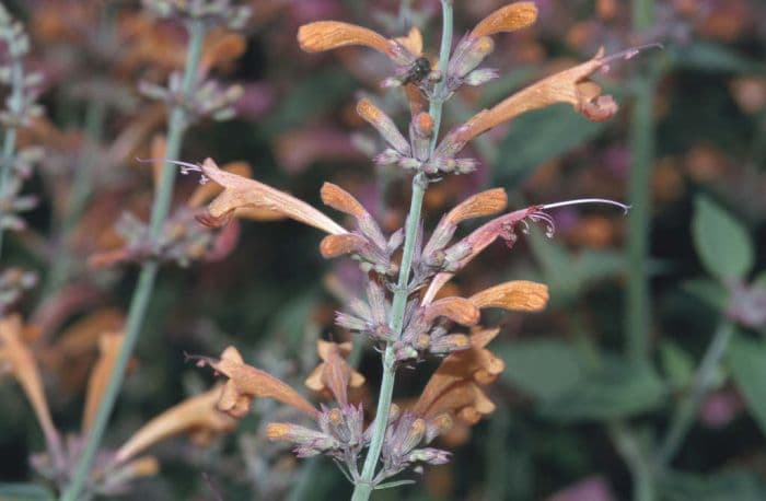 giant hyssop 'Firebird'