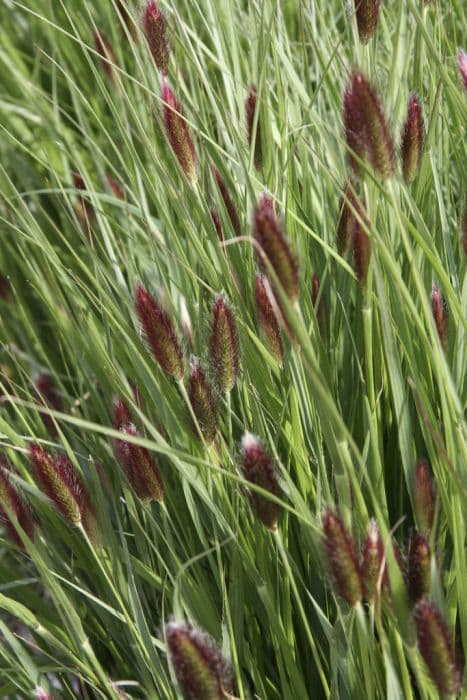 fountain grass 'Red Buttons'