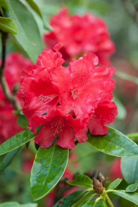 rhododendron 'The Honourable Jean Marie de Montague'